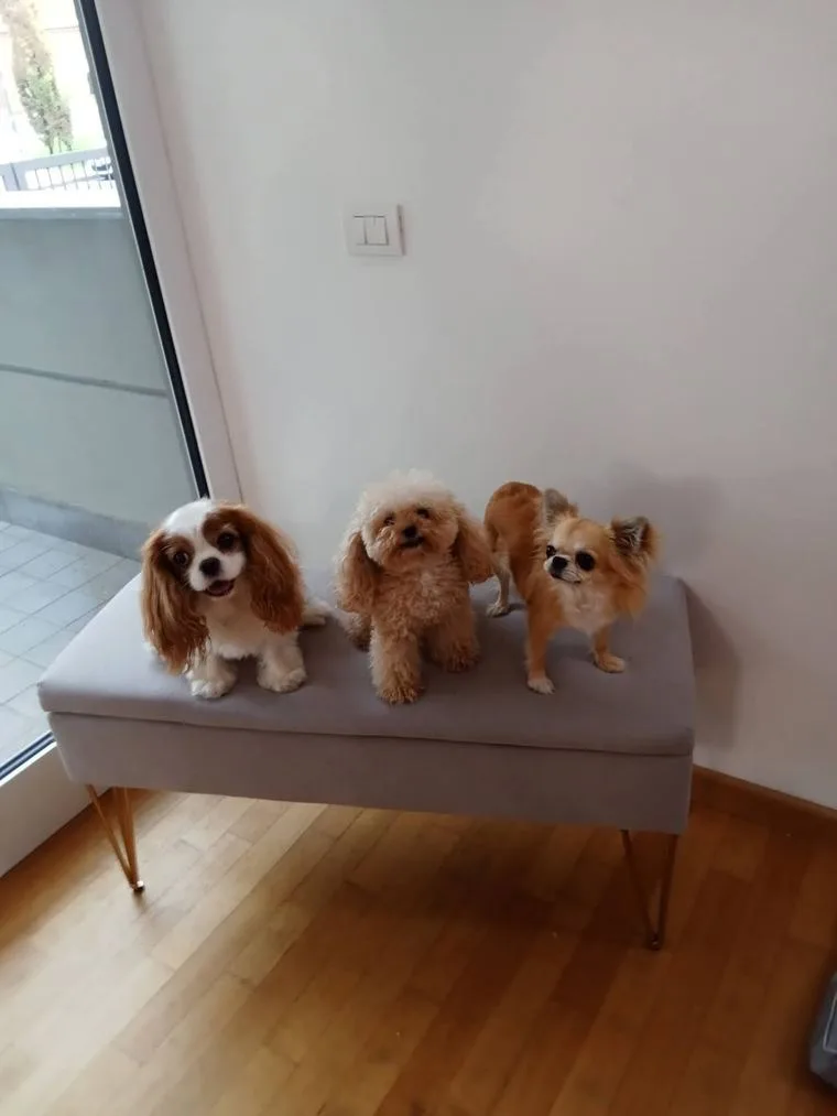 Tre cani seduti sulla panca dell'atelier