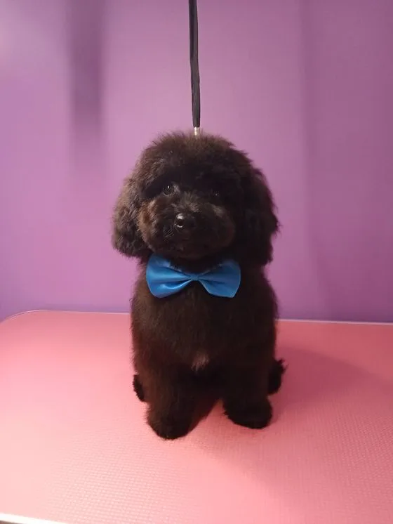 Cane nero con papillon azzurro