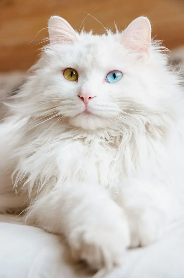 Gatto bianco a pelo lungo
