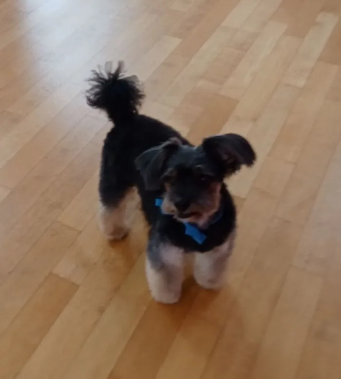Cagnolino nero con papillon azzurro