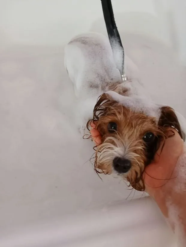 Jack russell nella schiuma durante il bagno