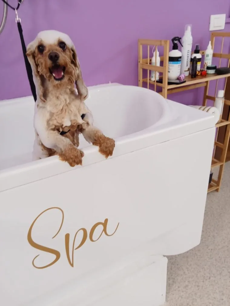 Cane nella vasca Spa dell'atelier