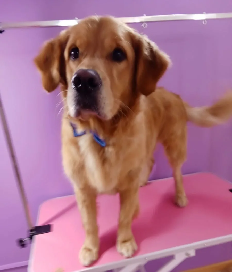 Golden retriever dopo la toelettatura sul tavolo rosa